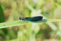 Männchen