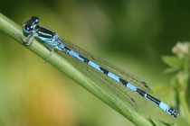 Männchen