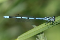 Männchen