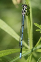 Männchen