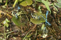 Eiablagen