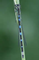 Weibchen