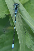Männchen