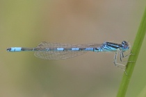 Männchen