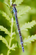Weibchen