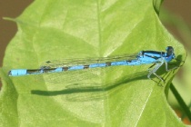 Männchen