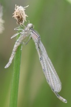 Schlupf