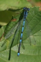 Männchen