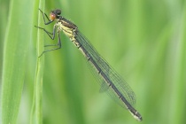 Weibchen