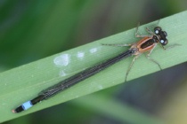 Weibchen