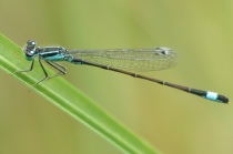 Männchen