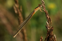 Weibchen