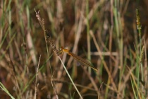 Weibchen