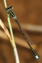Männchen