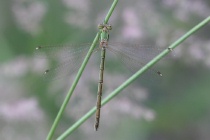Weibchen