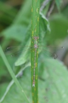 Männchen