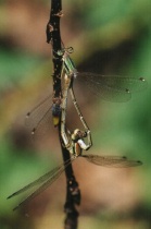 Paarung