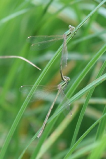 Männchen