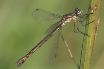 Weibchen