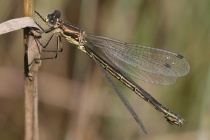 Weibchen
