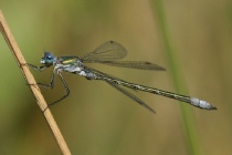 Männchen