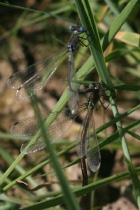Tandem