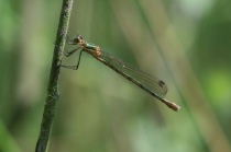 Weibchen