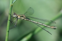 Weibchen