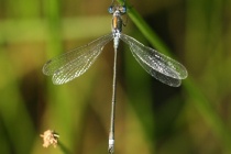 Männchen