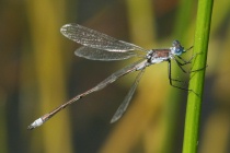 Männchen