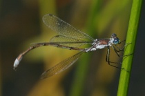 Männchen
