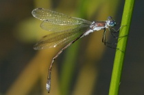 Männchen