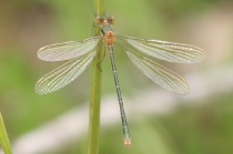 Männchen