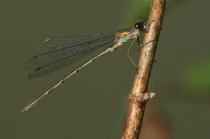 Männchen