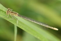 Weibchen