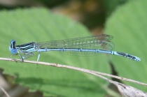 Männchen