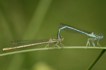Tandem