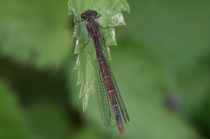 Weibchen