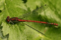 Männchen