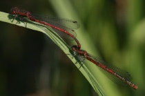 Tandem