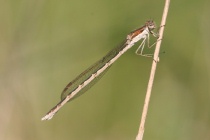 Männchen