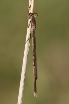 Männchen