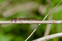 Männchen