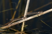 Paarungsrad