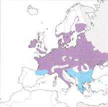 Verbreitung Coe pulchellum