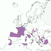 Verbreitung Coe scitulum
