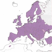 Verbreitung Ena cyathigerum