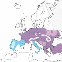 Verbreitung Ery viridulum