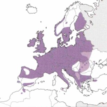 Verbreitung Pyr nymphula