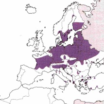 Verbreitung Som flavomaculata